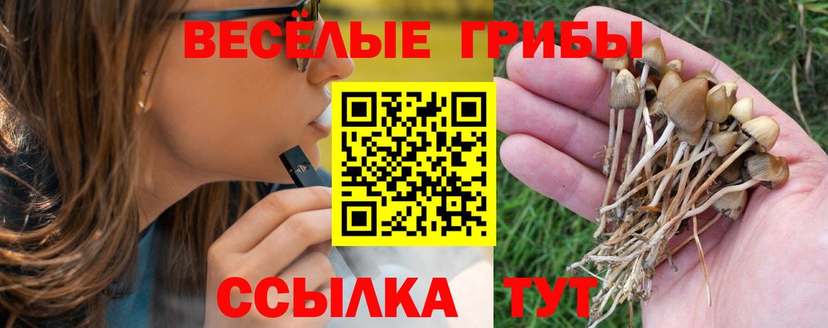 Галлюциногенные грибы Psilocybe Ейск